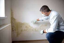 Best Basement Mold Removal  in Munster, IN